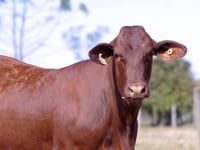 Lote 08