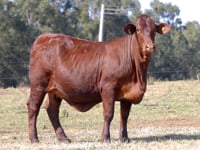 Lote 09