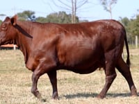 Lote 14