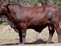 Lote 16
