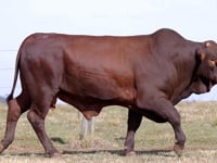 Lote 17