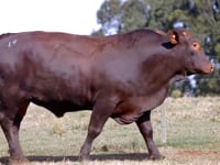 Lote 19