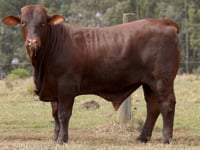 Lote 20