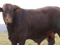 Lote 23