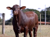 Lote 28