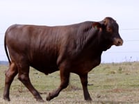 Lote 29
