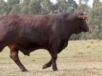 Lote 30