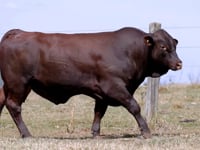 Lote 31