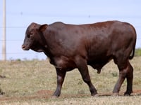 Lote 33