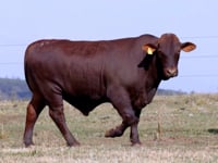 Lote 34