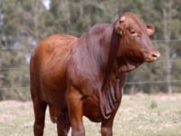 Lote 35