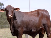 Lote 36