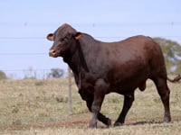 Lote 37