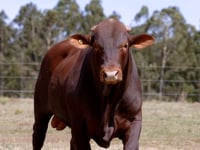 Lote 39