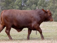 Lote 40