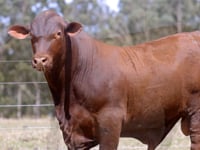 Lote 41