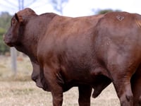 Lote 43