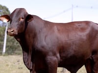 Lote 44