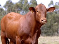 Lote 45