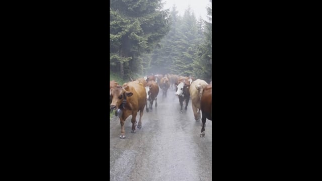 Coulisses : le beaufort, de l'alpage à l'assiette