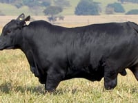 Lote 01