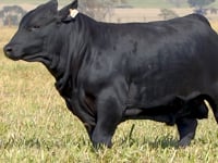 Lote 03