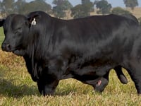 Lote 06