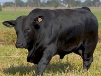 Lote 07