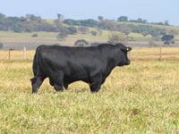 Lote 11