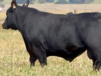 Lote 14