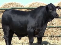 Lote 15
