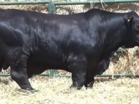 Lote 17
