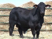Lote 18