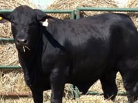 Lote 19