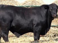 Lote 20