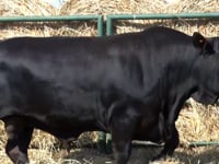 Lote 24