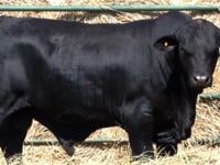 Lote 28