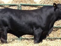 Lote 29