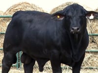 Lote 32