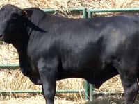 Lote 34