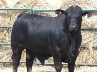 Lote 36