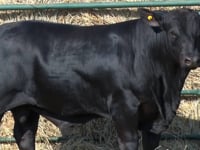 Lote 37
