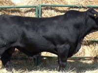 Lote 38