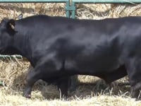 Lote 39