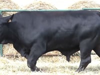 Lote 40