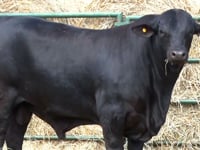 Lote 41