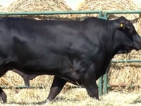 Lote 42