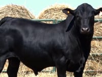 Lote 43