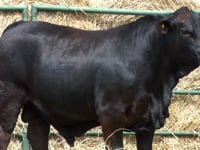 Lote 44