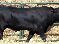 Lote 46